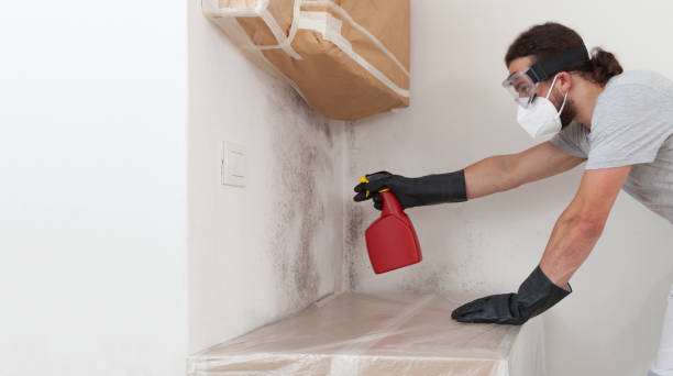 Professional Basement Mold Remediation technician working in Springfield, KY