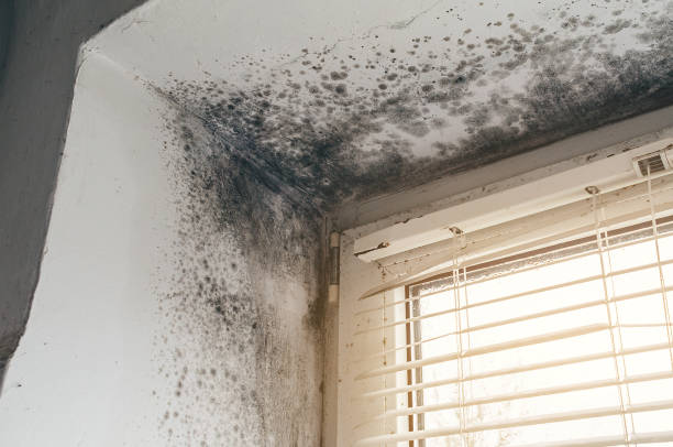 Affordable Basement Mold Remediation solutions in Springfield, KY