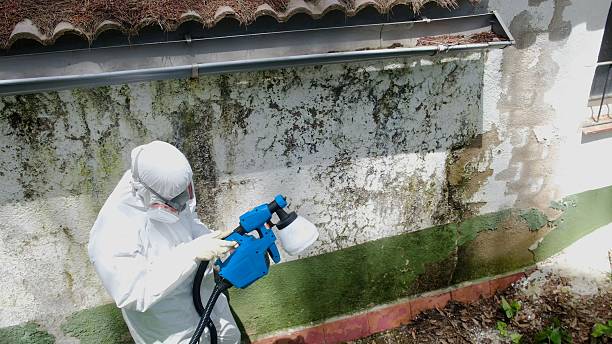 Top rated local Basement Mold Remediation specialists in Springfield, KY